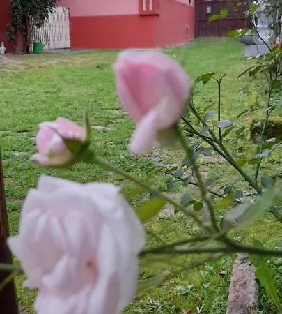 Kucerak Kod Bobe Gasthuis